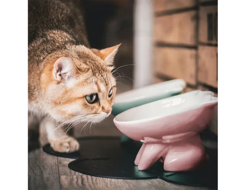 Photo 2 of ViviPet Big Head Water Bowl and Q Bowl for Cat and Dog Under 20 Pound (Purple Food Bowl)
