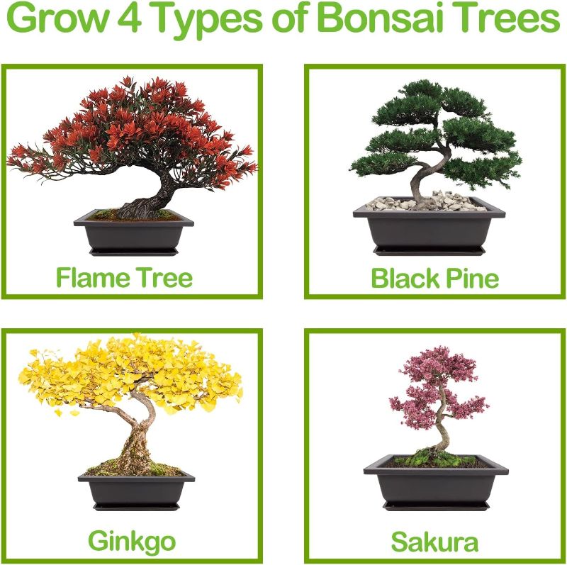 Photo 2 of Bonsai Tree Kit, 4 Bonsai Tree Seeds with Complete Growing Kit & Wooden Planter Box, Indoor Bonsai Tree Starter Kit, Great Potted Plants Growing DIY Gift for Adults
