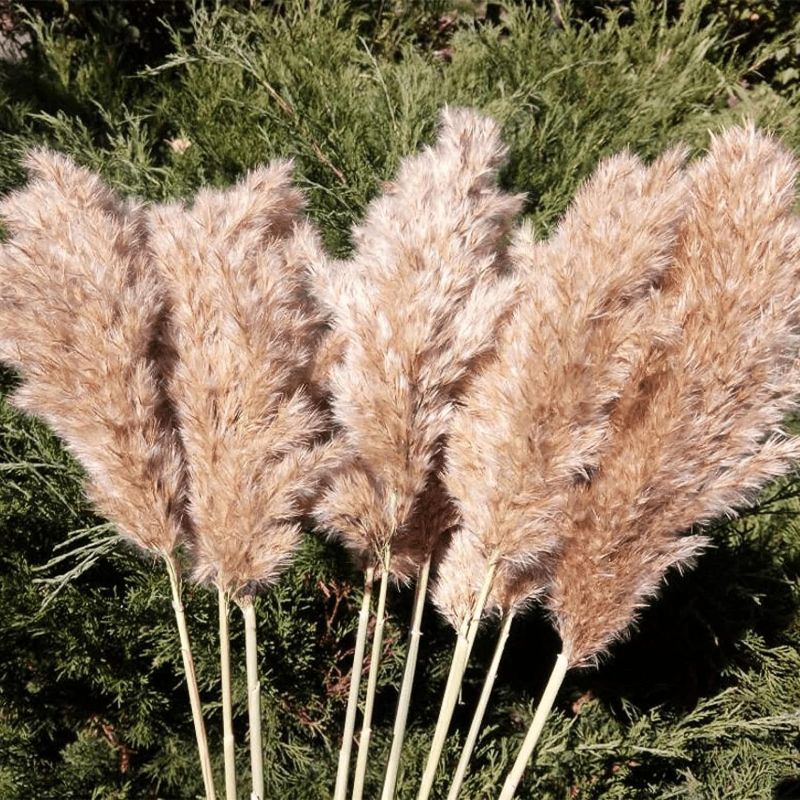 Photo 1 of 20 Pcs 23 Inch Tall Fluffy Pampas Grass XL Size Brown Dry Pompous Grass Decor Wedding Flower Boho Decor Natural Pompas Flower Bouquet (Brown, 23 inch)

