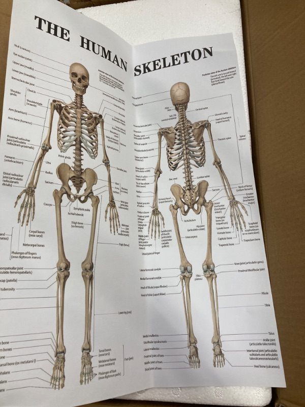 Photo 1 of Human Skeleton Model for Anatomy Mini Human Skeleton Model with Metal Stand, 33.4" Tall with Removable Arms and Legs, Easy to Assemble, Includes Skeletal System Anatomical Charts for Study 34" Height