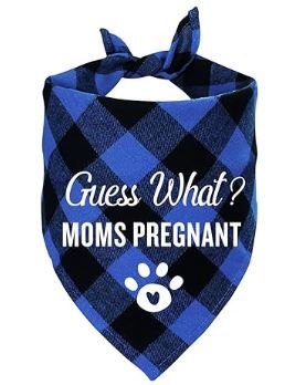 Photo 1 of (Pack of 2)  Funny Blue Plaid Pet Dog Pregnancy Announcement Triangle Bandana, Guess What? My Mom is Pregnant, Gender Reveal Photo Prop Pet Scarf Decorations Accessories, Pet Scarves Dog Lovers Owner Gift
