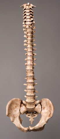 Photo 1 of ** similar to image**
Skeleton Spine- Life-Size- 2nd Class- Aged Version