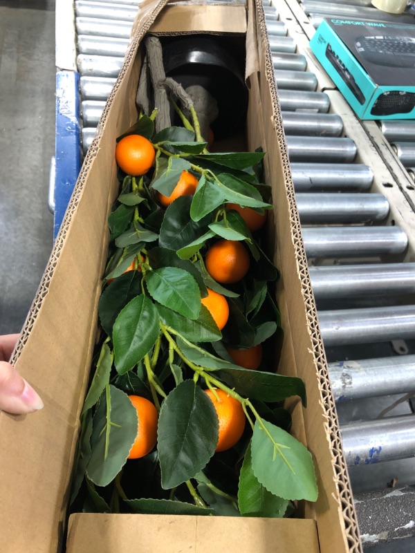 Photo 2 of 47'' Orange Tree in Vase