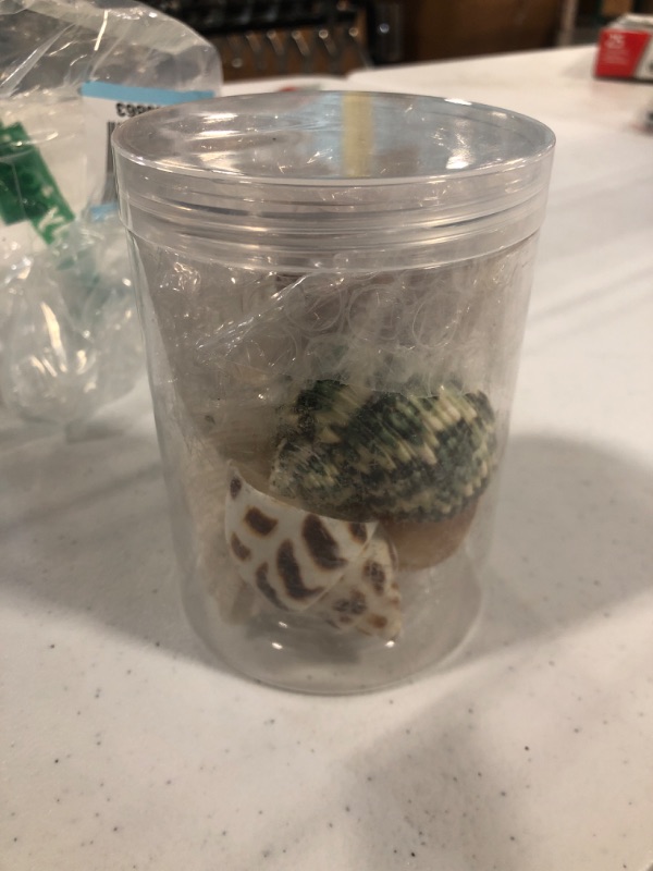 Photo 1 of 5PCS Medium and Large Hermit Crab Shells | Natural Sea Conch Size 2.2" - 3.4", Opening Size 1.5" - 2" | Turbo Seashells for Hermit Crab Supplies and Beach Decoration Medium Large Sea Shell Medium and Large Shell Size 2" - 2.8"