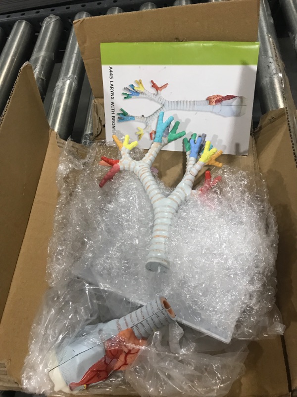 Photo 1 of Larynx Trachea and Bronchi Model, 3 Part Life Size Human Respiratory System Anatomical Model Larynx Trachea and Bronchial Tree Model for Medical Teaching Study with Stand Poster