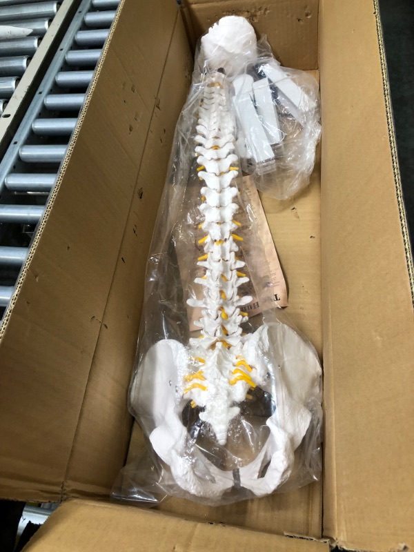 Photo 1 of Spine Model, 31" Life Size Spinal Cord Model with Vertebrae, Nerves, Arteries, Lumbar Column and Male Pelvis - Mount on a Stand Life Size Spine Model