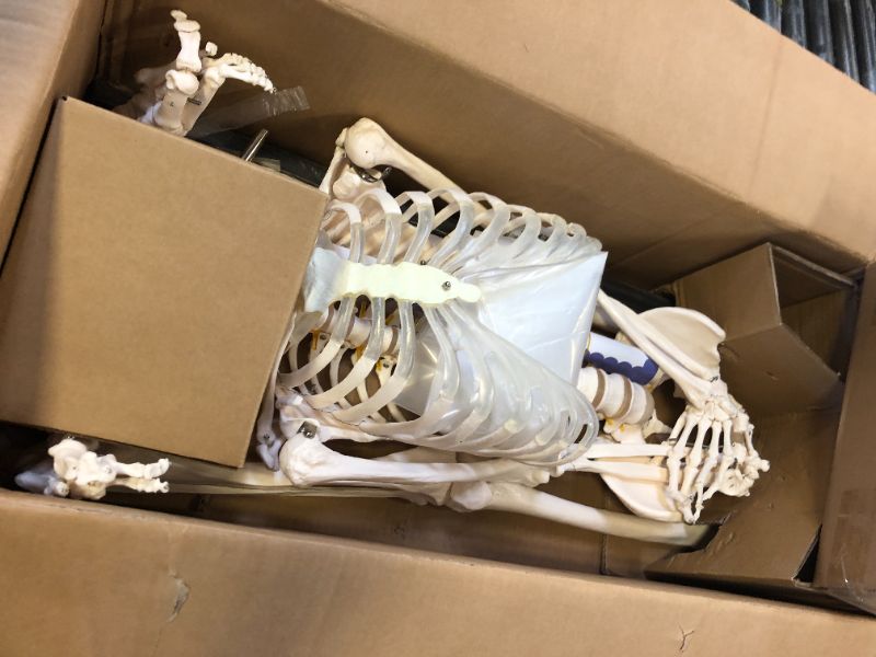 Photo 2 of Human Skeleton Model for Anatomy- Life Size Medical Human Skeleton Model with Nervous System 70.8 in with Rolling Stand for Medical Study and Display 3 Posters 70.8 Inches Skeleton Model