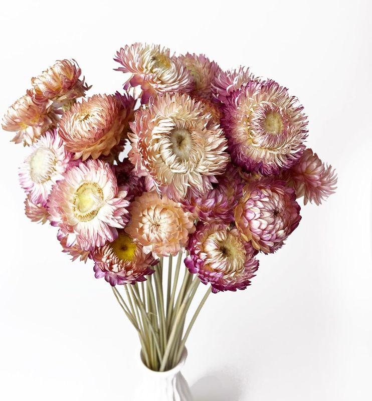 Photo 1 of 100% Natural Daisy Flowers, Dried Flower Bouquets-30Pcs Pink Daisies Chrysanthemums, 17 Inch Arrangements for Vase, Home Decoration Photo Props Parties and Weddings-Daisy Pink