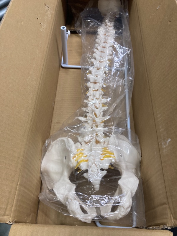 Photo 1 of Flexible Human Spine Model, 34.6inches Life-Size Spine Anatomy Model with Nerves, Arteries, Lumbar Column, Pelvis, Vertebra Model with Stand for Medical Students, Professors and Chiropractors
