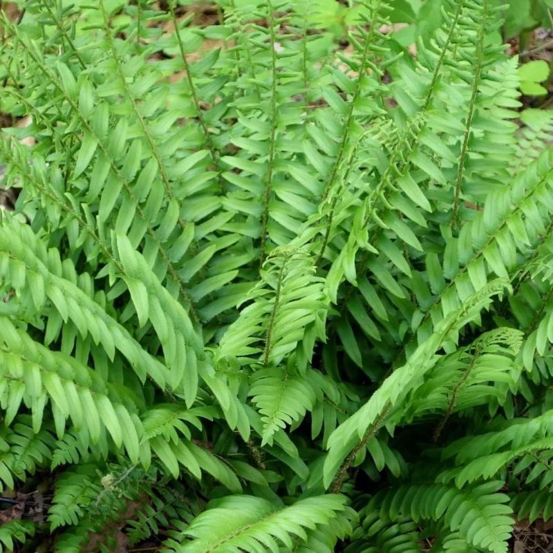 Photo 1 of Christmas Fern Roots - Perennials, Hardy Ferns, Year Round Beauty, Fern Roots Ready to Plant | Easy to Grow and Low Maintenance (2 Pack)