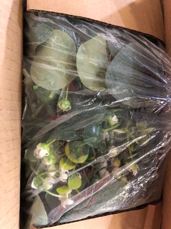 Photo 2 of Home / Tissue culture plants / In Stock Tissue culture / Tissue Culture – Alocasia Azlanii – Plant per box