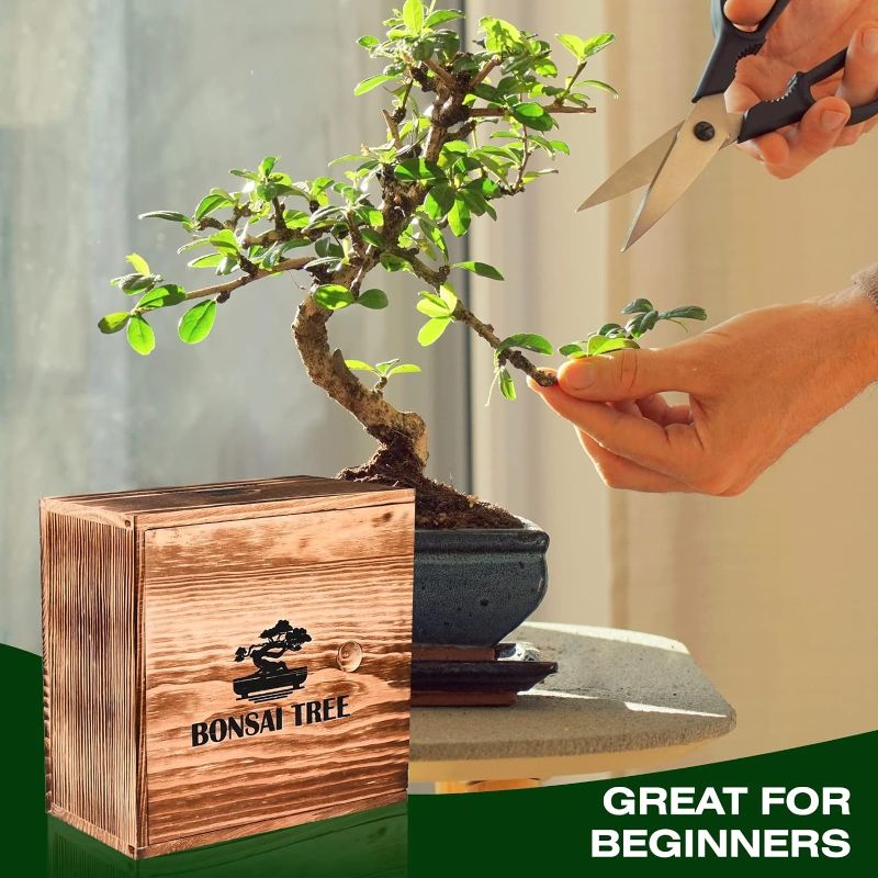 Photo 3 of 4 Bonsai Tree Seeds with Complete Growing Kit & Wooden Planter Box, Indoor Bonsai Tree Starter Kit, Great Potted Plants DIY Gift for Adults