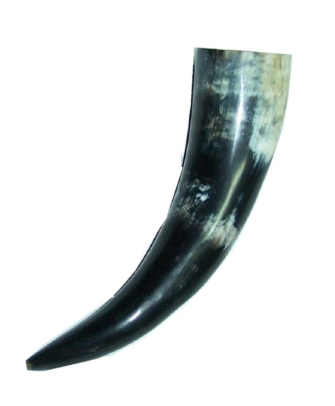 Photo 1 of Polished Buffalo Horn - Natural Buffalo Horn (6-10 Inches)