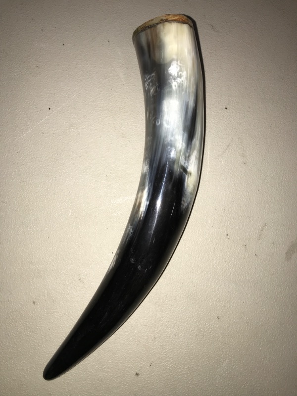 Photo 2 of Polished Buffalo Horn - Natural Buffalo Horn (6-10 Inches)