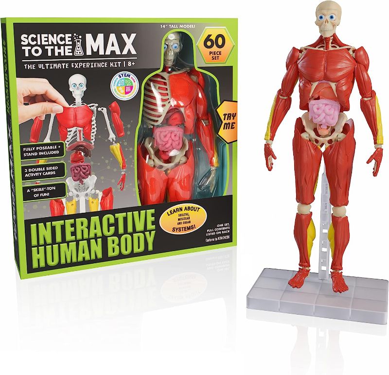 Photo 1 of Be Amazing! Toys Interactive Human Body - 60 Piece Fully Poseable Anatomy Figure – 14” Tall Model - Anatomy Kit – Removable Muscles, Organs,Bones STEM Toy – Ages 8+