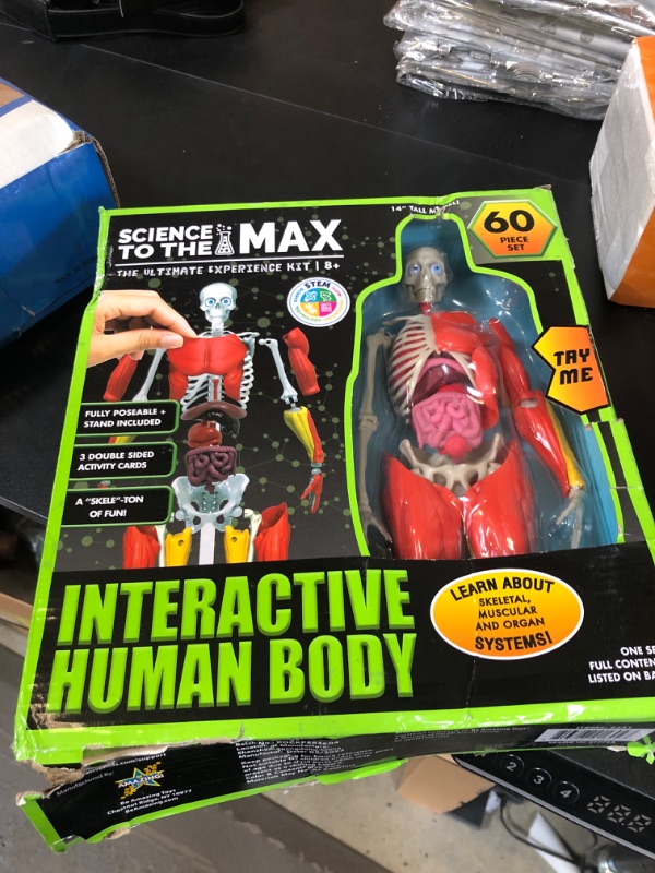 Photo 2 of Be Amazing! Toys Interactive Human Body - 60 Piece Fully Poseable Anatomy Figure – 14” Tall Model - Anatomy Kit – Removable Muscles, Organs,Bones STEM Toy – Ages 8+