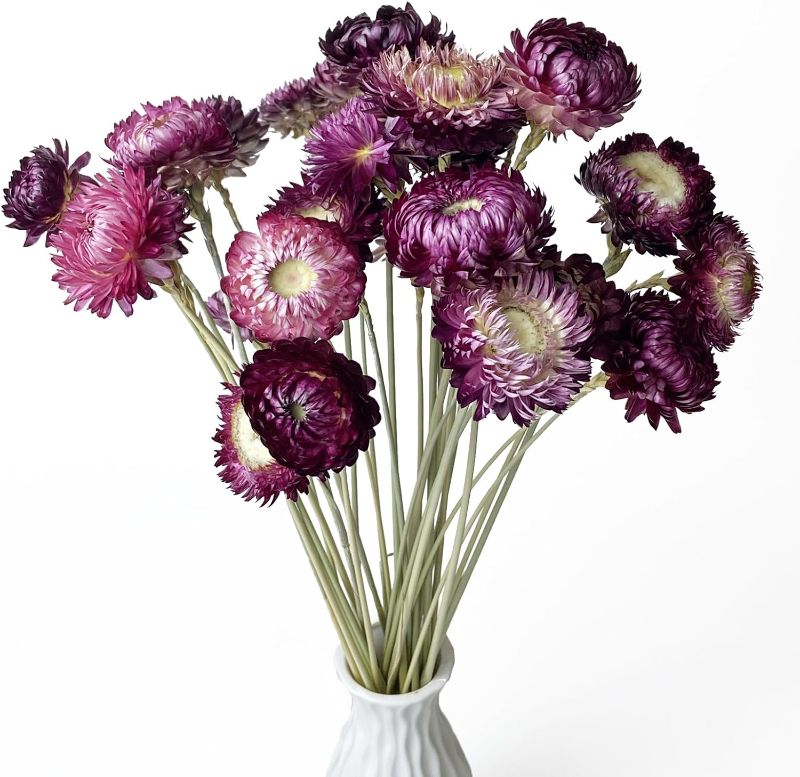 Photo 1 of 100% Natural Daisy Flowers, Dried Flower Bouquets-30Pcs Pink Daisies Chrysanthemums, 17 Inch Arrangements for Vase, Home Decoration Photo Props Parties and Weddings-Daisy Purple