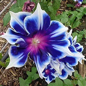 Photo 1 of 100pcs/pack Morning Glory Seeds Beautiful Perennial Flowers Seeds for Garden qc… 