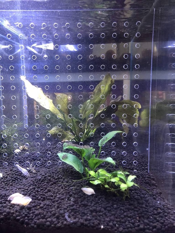 Photo 1 of 10 Gallon 9.8" x 11" Gallon Tank Acrylic Divider Aquarium Isolation Board with Suction Cups