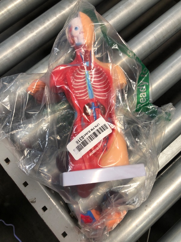Photo 1 of VEVOR Human Body Model 15 Parts 11 Inch Human Anatomy Model Medical Teaching Anatomical Skeleton Model with Removable Organs for Student Kids Adults, Display Base & Product Manual Included