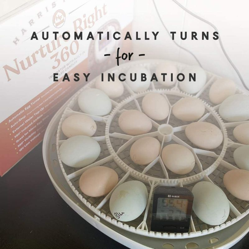 Photo 1 of (NON-REFUNDABLE) Nurture Right Egg Incubator for Hatching Chicks | **READ FULL POST**