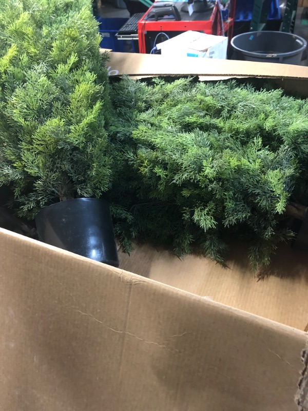 Photo 2 of ***SET OF THREE*** Outdoor Artificial Cedar Topiary Trees Uv Rated Potted Plants