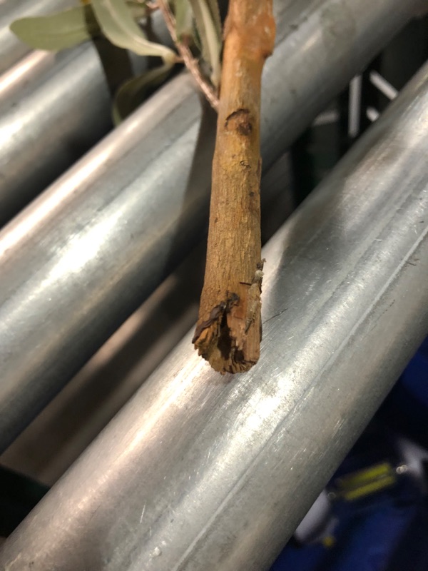 Photo 1 of ***DAMAGED - BRANCH BROKEN OFF - POT DAMAGED - SEE PICTURES - NO PACKAGING***
Faux Olive Tree 6ft?Olive Trees Artificial Indoor with Natural Wood Trunk and Realistic Leaves and Fruits. 6 Feet(72in) Fake Olive Tree for Home House Office Décor.