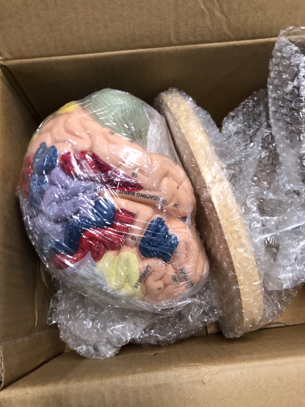 Photo 2 of BEAMNOVA Human Brain Model 2 Times Life Size for Neuroscience Teaching with Labels Anatomy Model for Learning Science Classroom Study Display Medical Model