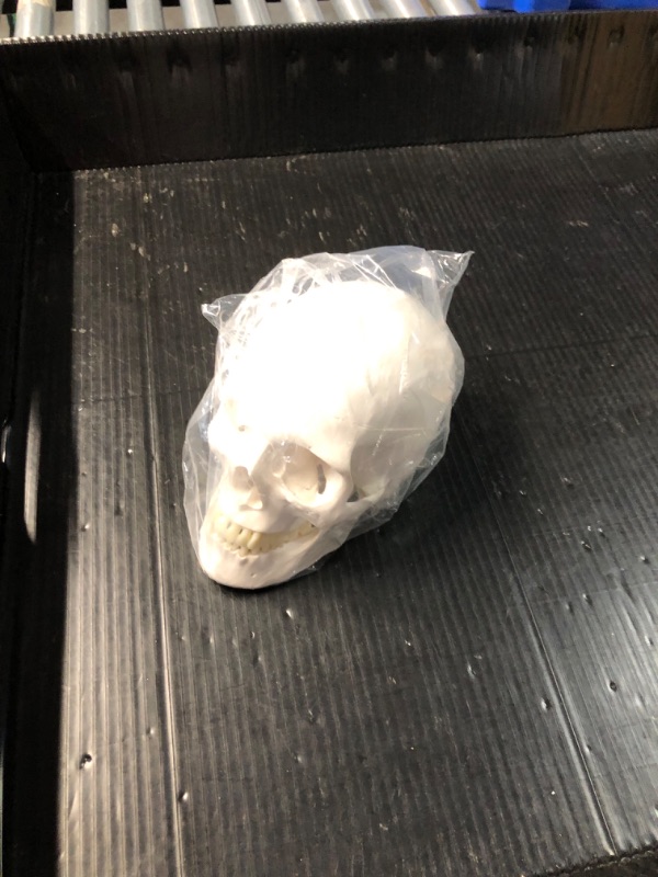 Photo 2 of (read full post) Evotech Scientific Human Adult Skull Anatomical Model, Medical Quality, Life Size (9" Height) - 3 Part - Removable Skull Cap - Shows Most Major Foramen, Fossa, and Canals - for Medical Student