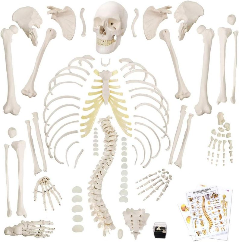 Photo 1 of Disarticulated Human Skeleton Model for Anatomy 67 inch High, Full Size Skeleton Models with Poster, Skull, Bones, Articulated Hand & Foot