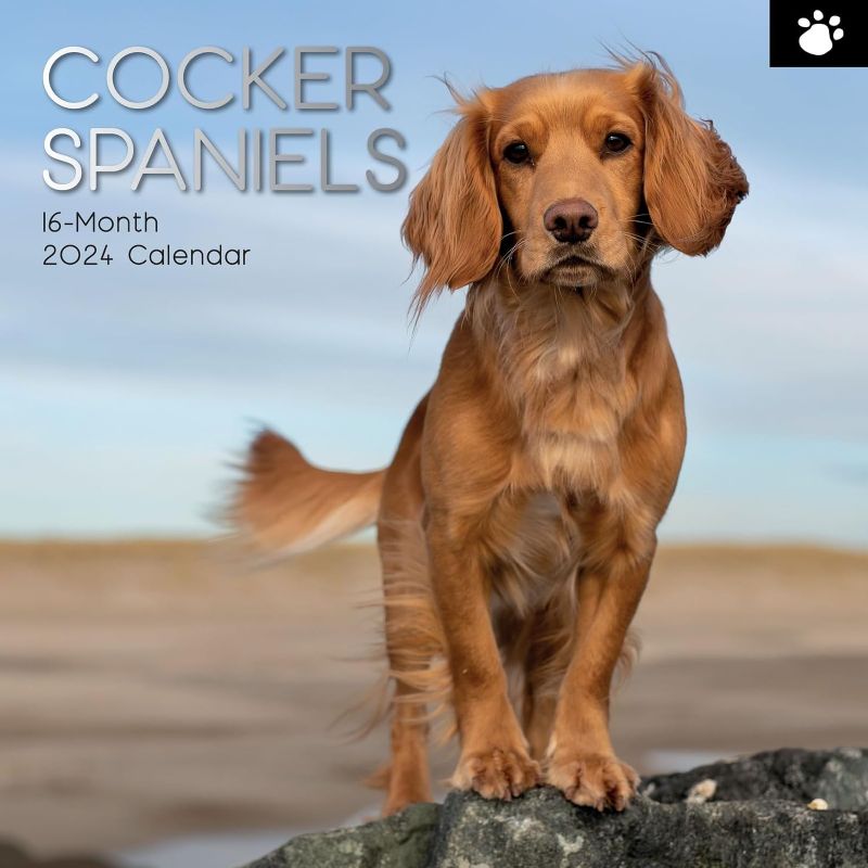 Photo 1 of 2024 Square Wall Calendar, Cocker Spaniels, 16-Month Paw Prints Theme with 180 Reminder Stickers (12 x 12 In)
