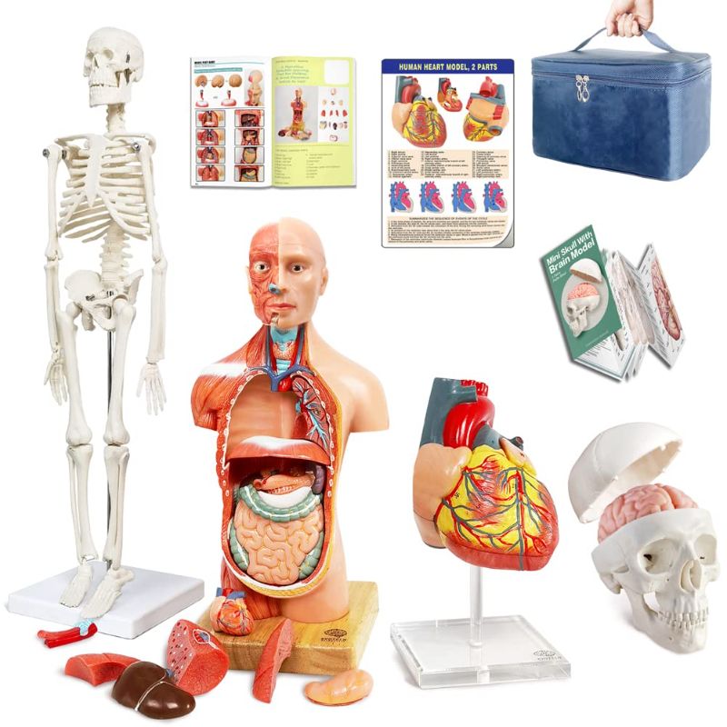 Photo 1 of Evotech Human Body, Skeleton, Heart, Half Size Skull with Brain Models-Best Anatomy Model Bundle Set of 4 Hands-on 3D Model Study Tools for Medical Student or as Educational Kit for Kids
