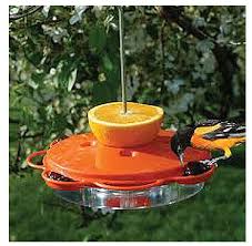 Photo 1 of Backyard Citrus Buffet Oriole Feeder