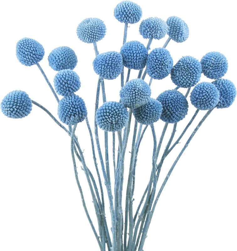 Photo 1 of 20 Pcs Dried Flowers Craspedia Billy Balls Flowers Billy Buttons Blue Dried Floral Bouquet Arrangements for Wedding Home Tall Vase Boho Decor