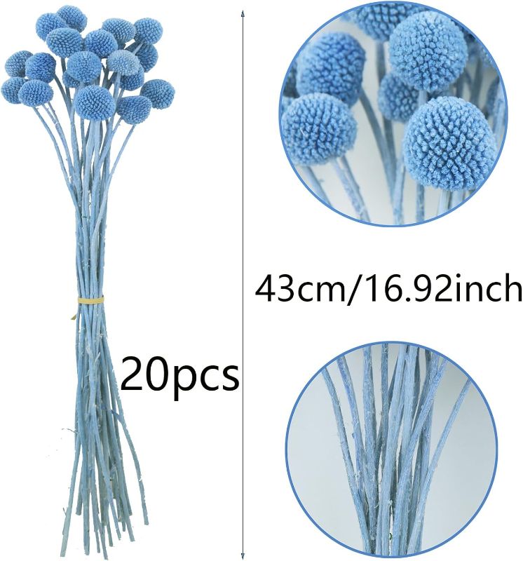 Photo 2 of 20 Pcs Dried Flowers Craspedia Billy Balls Flowers Billy Buttons Blue Dried Floral Bouquet Arrangements for Wedding Home Tall Vase Boho Decor