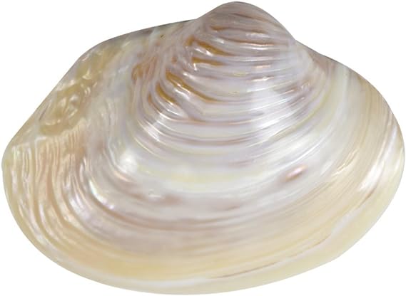 Photo 1 of HS Seashells Pink Mussel Shell 6-8 Inch, Each
