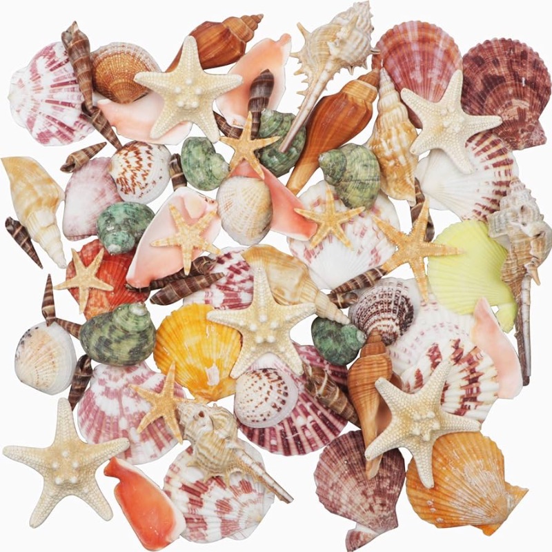Photo 1 of ****USED** Sea Shells Mixed Beach Seashells 9 Kinds 1.2"-3.5 "Various Sizes Natural Seashells and 2 Kinds of Natural Starfish for Beach Themed Party DIY Crafts Fishtank Vase Fillers Home Wedding Decorations