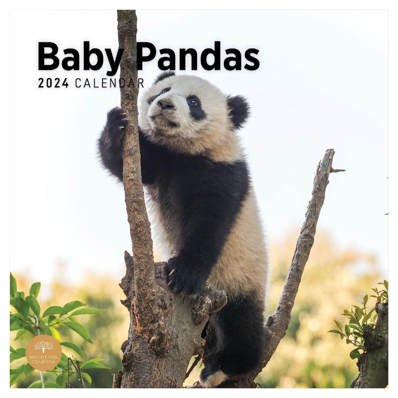 Photo 2 of 2 pack 2024 BABY PANDAS MONTHLY WALL CALENDAR BY BRIGHT DAY, 12 X 12 INCH CUTE NATURE PHOTOGRAPHY GIFT
