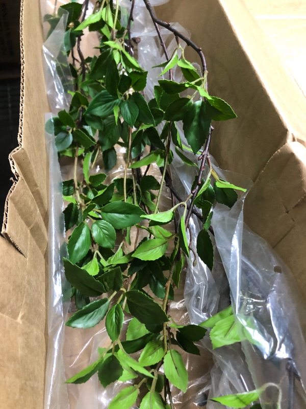 Photo 1 of ****USED*** Star Jasmine 'Large Leaf' (2.5 Quart) Aromatic White Blooming Evergreen Vine - Full Sun Live Outdoor Plant 5FT