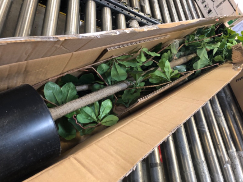 Photo 1 of Bellacat Faux Black Olive Tree 7ft, Tall Faux Trees Indoor with Natural Trunk and Realistic Leaves. 7 Feet(84in) Artificial Tree for Home Office Décor.