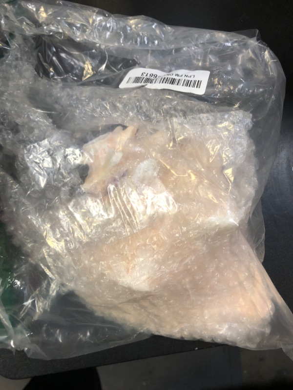 Photo 1 of Jumbo HUGE Bahama Conch Seashell (Pink) - Bahamas Pink Conch Shell - 8-10 inch by Nautical Beach Decor