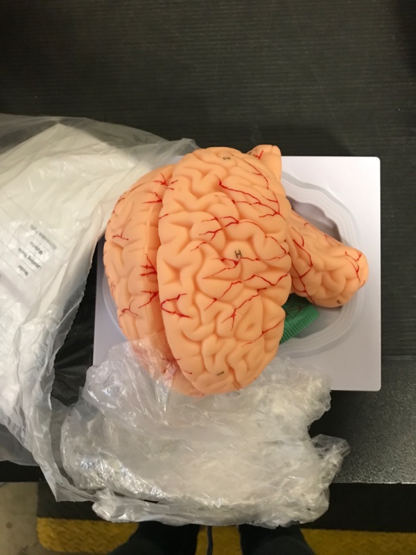 Photo 1 of VEVOR Human Brain Model Anatomy 9-Part Model of Brain Life Size Human Brain Anatomical Model w/Display Base & Color-Coded Artery Brain Teaching Anatomy of Brain for Science Classroom Study Display