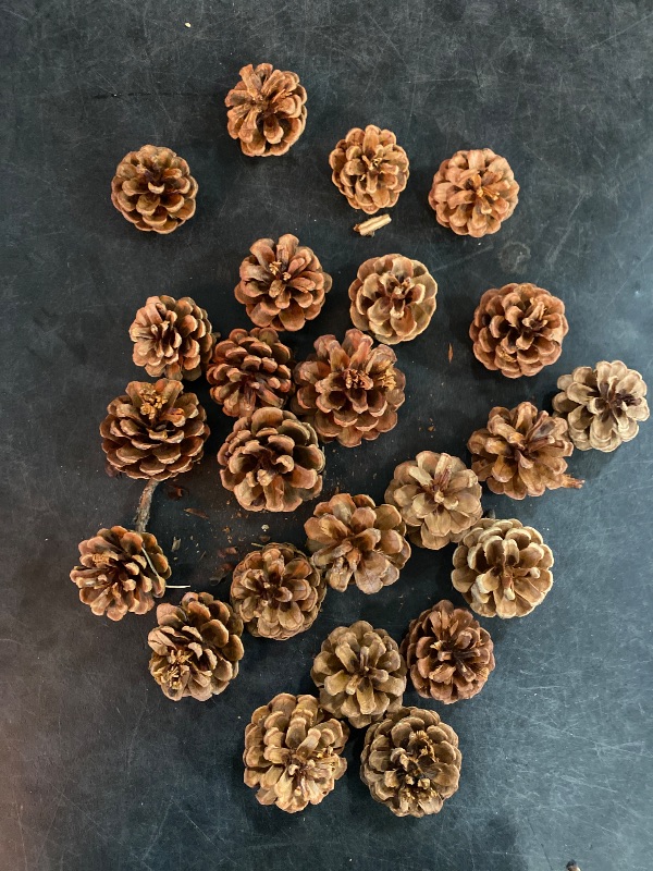 Photo 1 of 24PCS Natural Pine Cones Christmas Rustic Pine Cones Bulk Ornaments with String for Xmas Thanksgiving Fall Party Craft Decorations