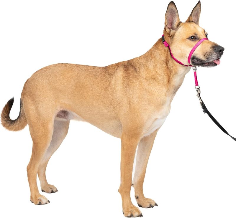 Photo 1 of PetSafe Gentle Leader No-Pull Head Collar for Dogs, Dog Head Collar - The Ultimate Solution to Pulling, Padded Nose Loop, Quick-Snap Neck Strap, Dog Head Halter, Medium - Raspberry Pink
