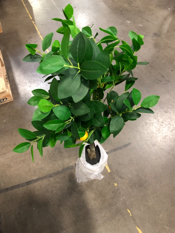 Photo 2 of Artificial Lemon Tree, 2.5FT(30 in) Faux Lemon Tree in Pot,Small Fake Lemon Fruit Plant for Indoor Home Decor Office Living Room (2.5ft)