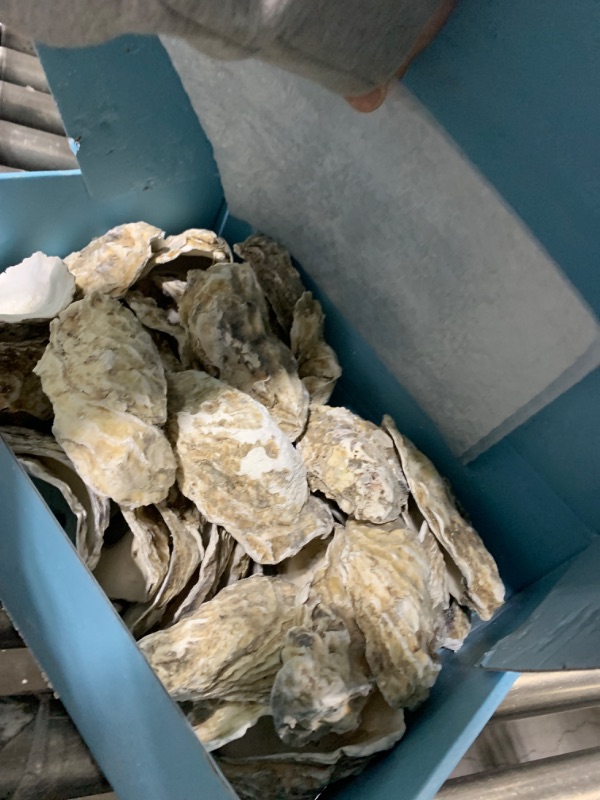 Photo 1 of YOUKE OLA 36PCS Oyster Shells 5"-6" Large Oyster Shells Bulk Oyster Shells for Home Decor Vase Filler, Ornaments, DIY Arts and Crafts Sea Shells, Deeper Shells