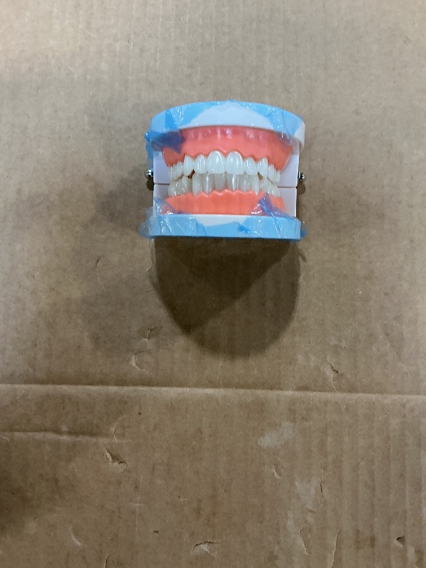 Photo 1 of 1 Pack Standard Teeth Model Adult Standard Typodont Demonstration Denture Model for Kids Dental Teaching, Clean Display, Education, Study (No Wisdom Teeth)(with 2 Fixed Wrench)