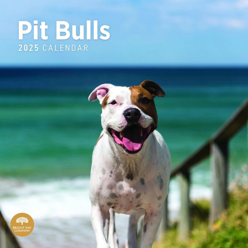 Photo 1 of 2025 Pit Bulls Monthly Wall Calendar by Bright Day, 12 x 12 Inch Cute Dog Breed Gift