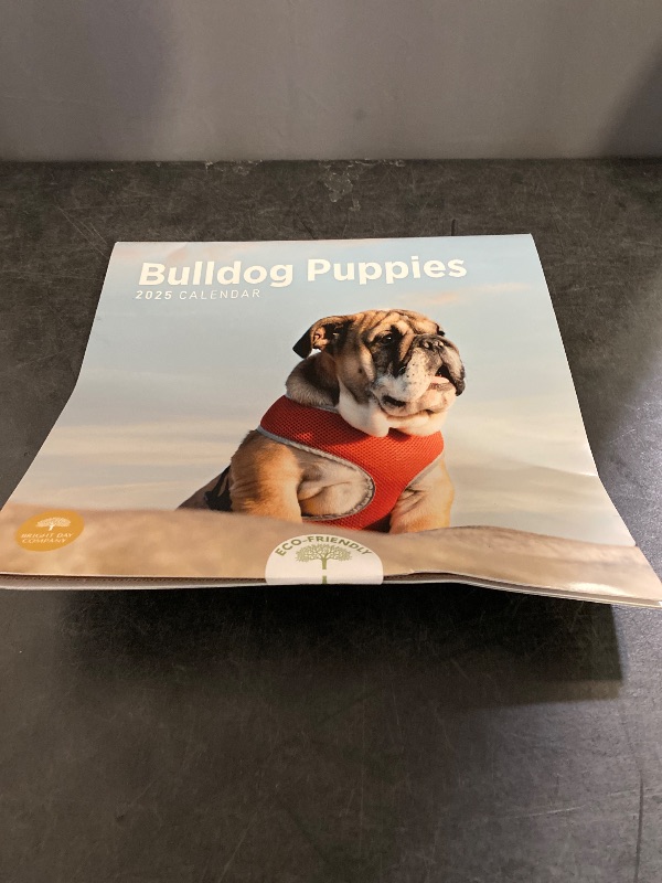 Photo 1 of 2025 Pit Bulls Monthly Wall Calendar by Bright Day, 12 x 12 Inch Cute Dog Breed Gift