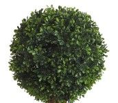 Photo 1 of  Indoor&Outdoor use Boxwood Double